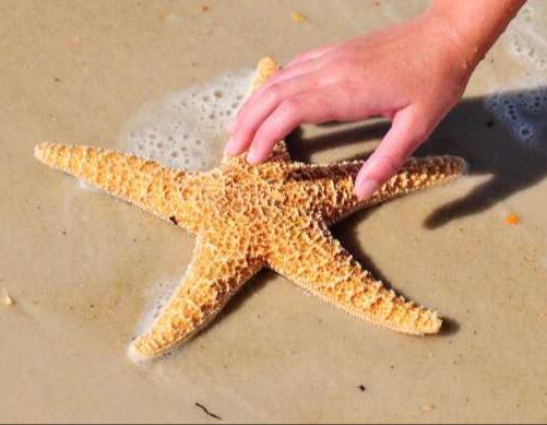 About Starfish Therapies | Pediatric Therapy in the Bay Area About Starfish Therapies | Pediatric Therapy in the Bay Area